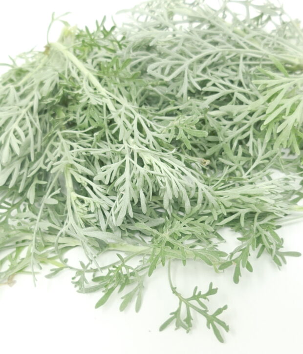 Assenzio arboreo (Artemisia arborescens) fogliame fresco