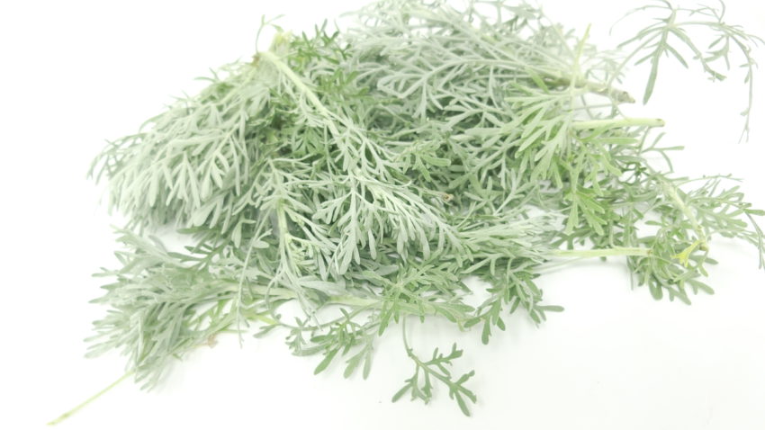 Assenzio arbustivo (Artemisia arborescens)
