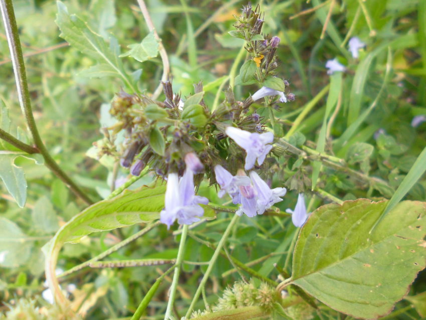 Mentuccia (Calamintha nepeta)