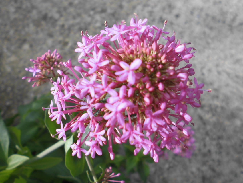 Valeriana rossa (Centranthus ruber)