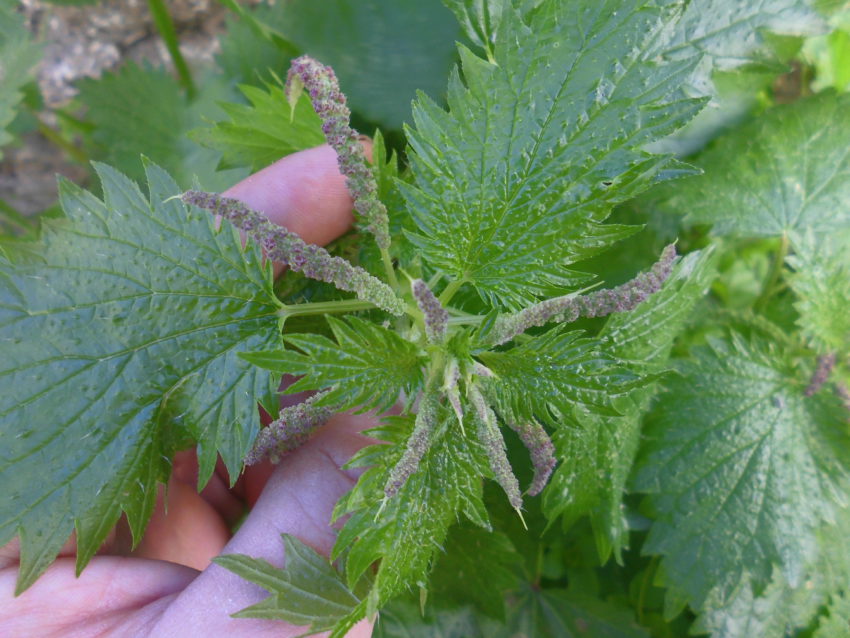 Ortica (Urtica dioica)