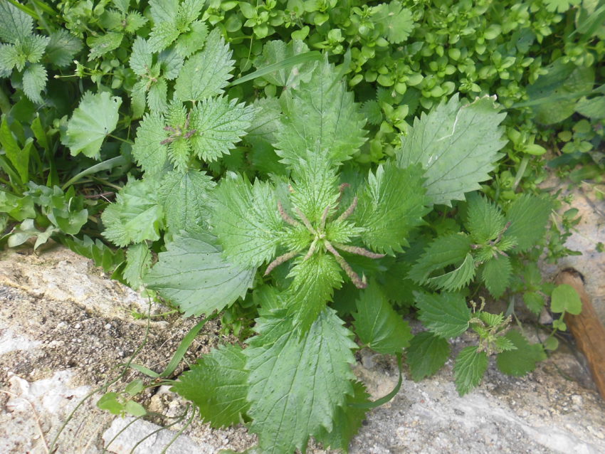 Ortica (Urtica dioica)