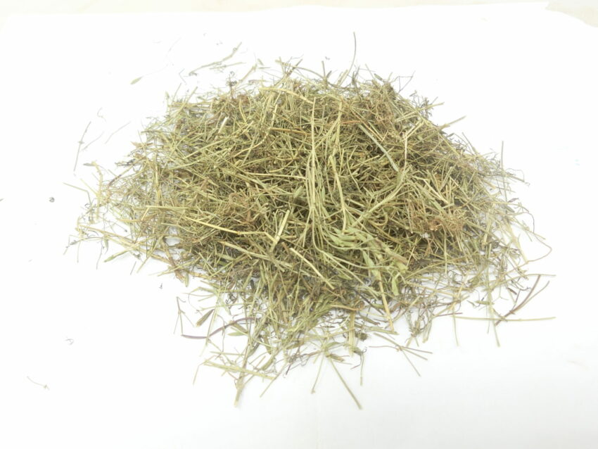 Dragoncello messicano (Tagetes lucida)
