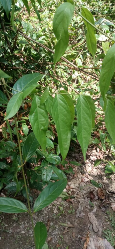 Chaliponga (Diplopterys cabrerana) pianta viva in Ecuador