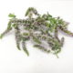Menta piperita (Mentha piperita)