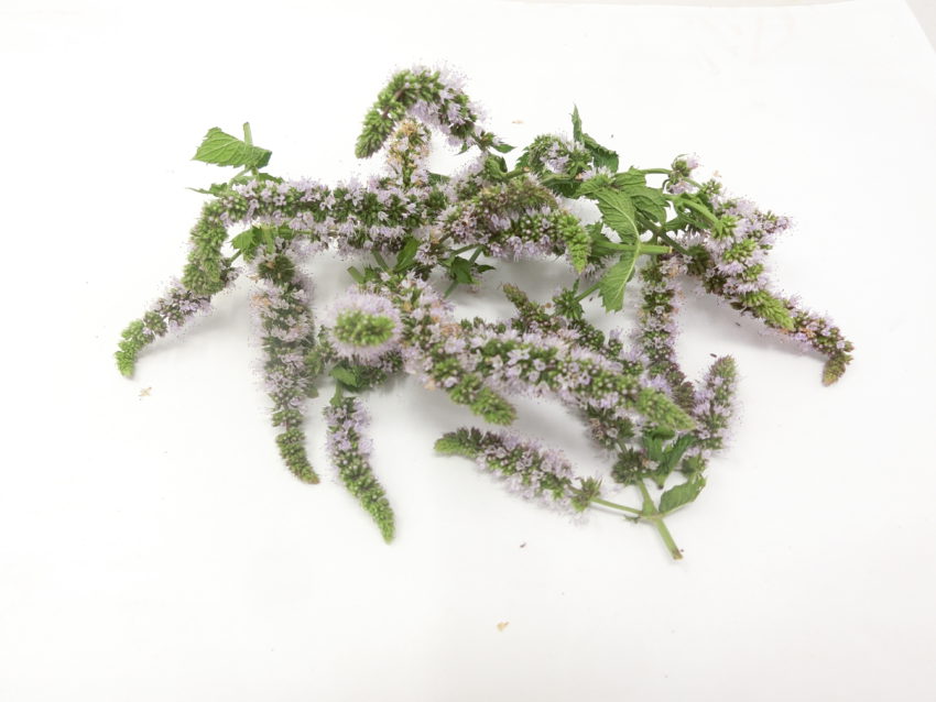 Menta piperita (Mentha piperita)