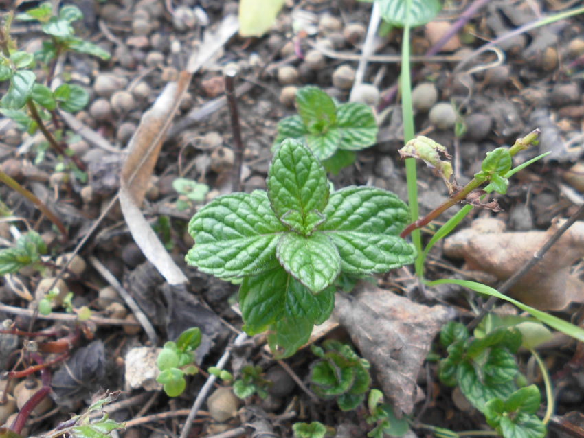 Menta piperita (Mentha piperita)