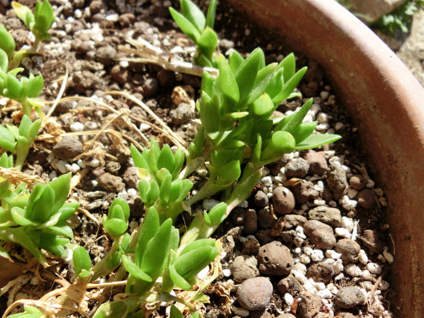 Kanna (Sceletium tortuosum)