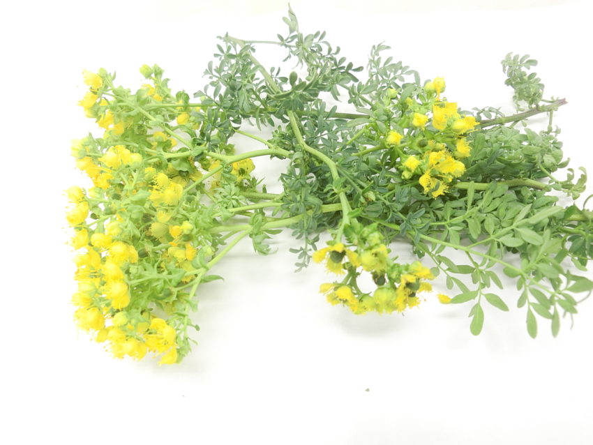 Ruta selvatica (Ruta graveolens)