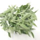 Salvia (Salvia officinalis)