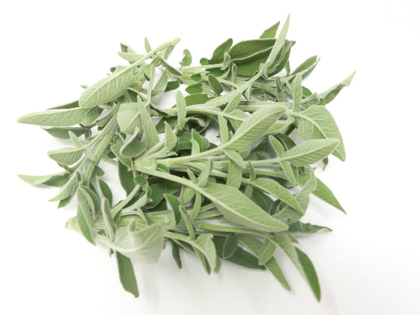 Salvia (Salvia officinalis)