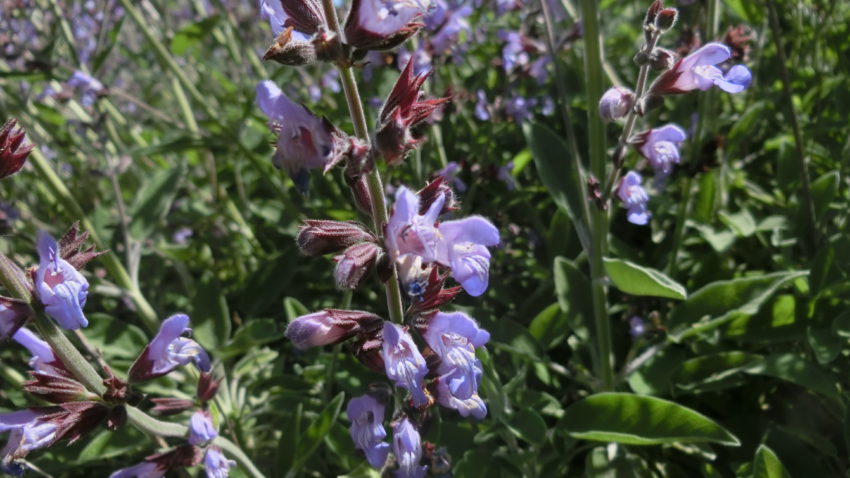 Salvia (Salvia officinalis)