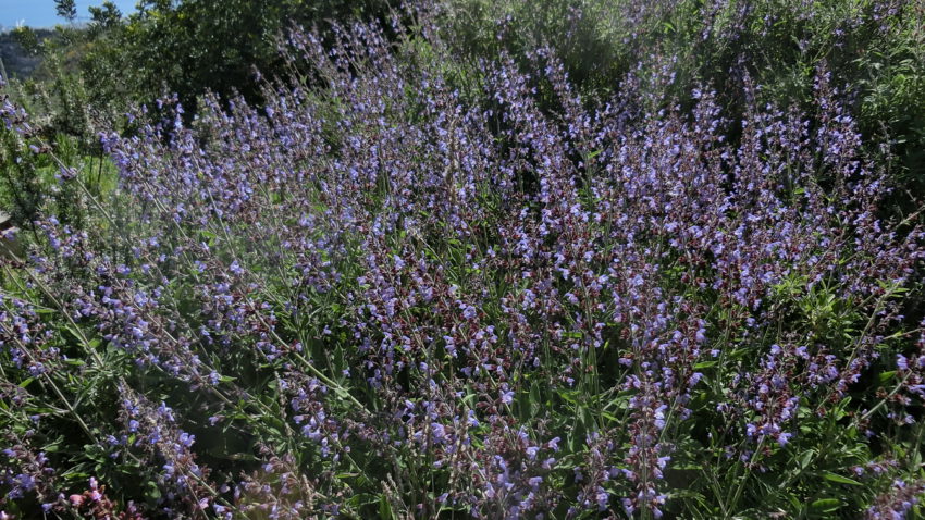 Salvia (Salvia officinalis)