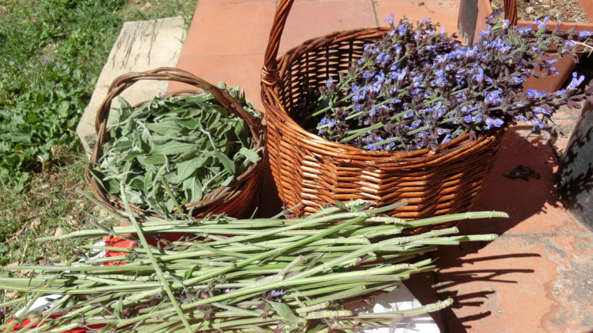 Salvia (Salvia officinalis)