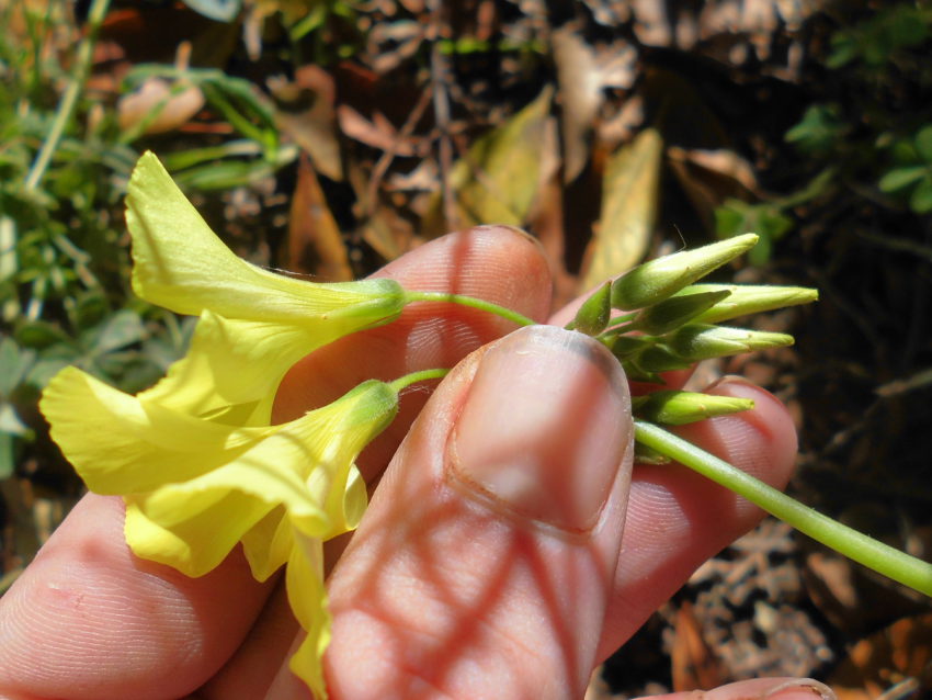 Acetosella gialla (Oxalys pes-caprae)