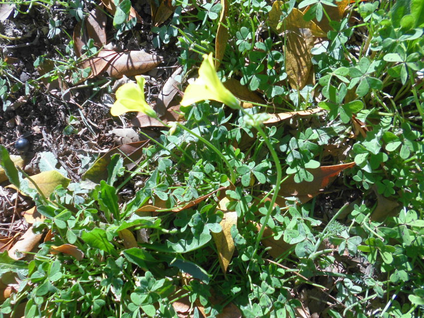 Acetosella gialla (Oxalys pes-caprae)