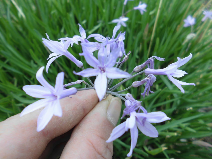 Aglio selvatico (Tulbaghia violacea)