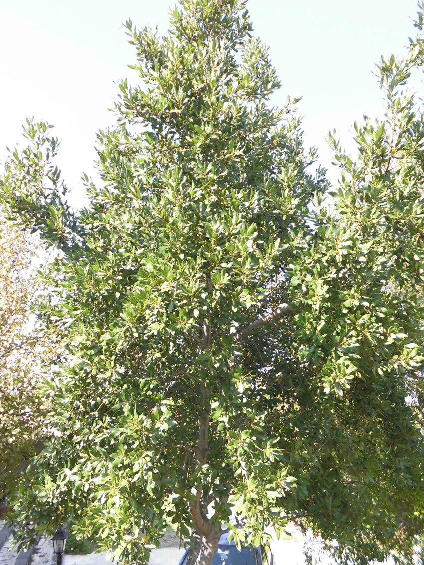 Alloro (Laurus nobilis)