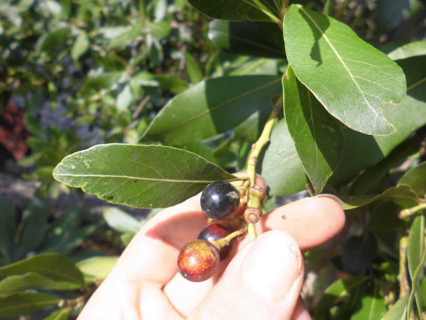 Alloro (Laurus nobilis)