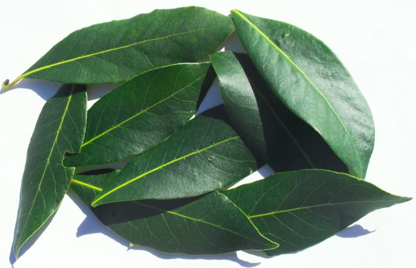 Alloro (Laurus nobilis)