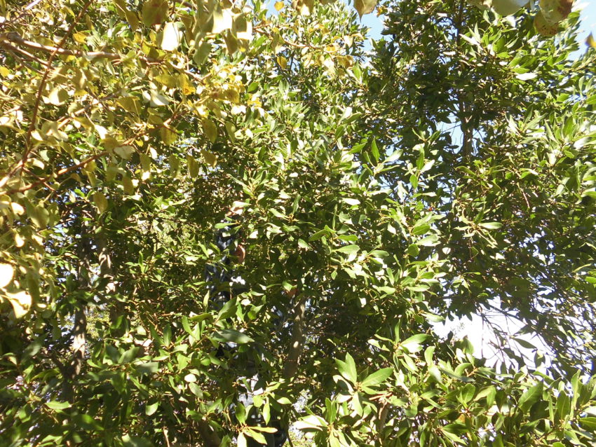 Alloro (Laurus nobilis)