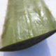 Aloe vera (Aloe barbadensis)