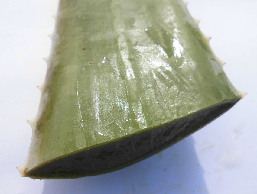 Aloe vera (Aloe barbadensis)