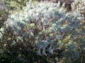 Assenzio selvatico (Artemisia Vulgaris) pianta