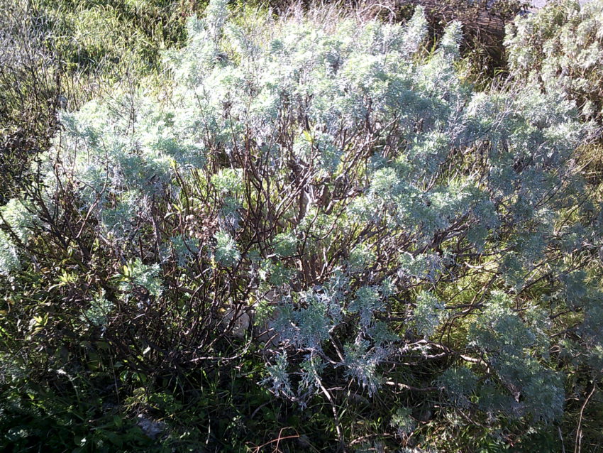 Assenzio arbustivo (Artemisia arborescens)