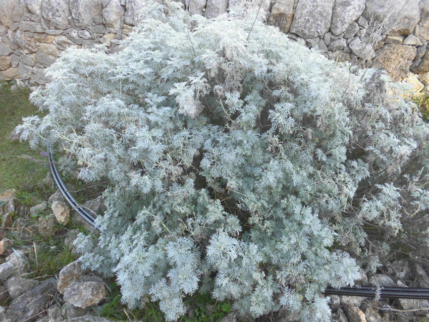 Assenzio arbustivo (Artemisia arborescens)