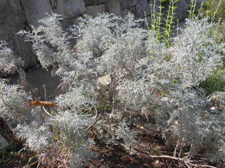 Assenzio arbustivo (Artemisia arborescens)