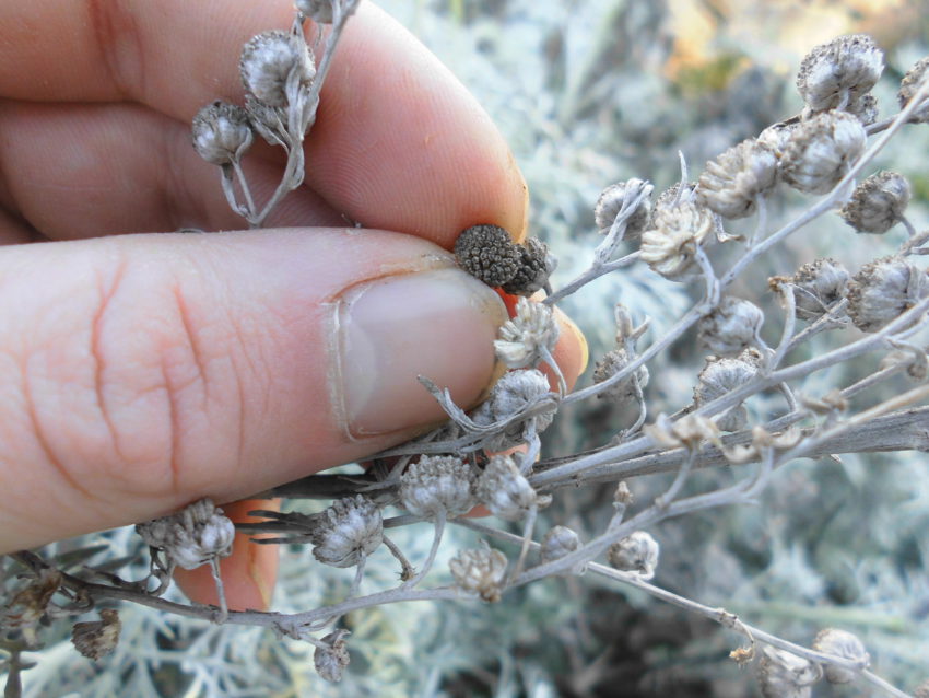 Assenzio arbustivo (Artemisia arborescens)