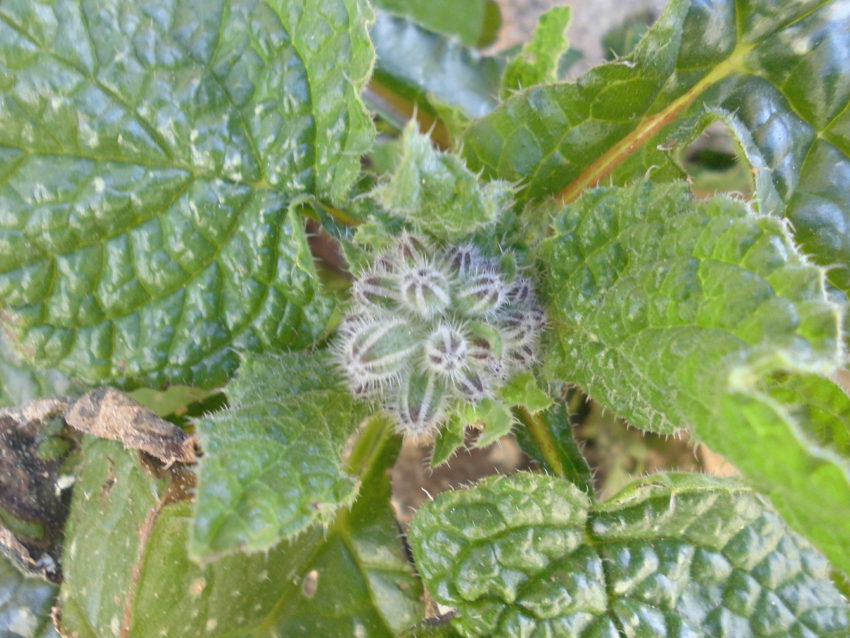 Borragine (Borrago officinalis)