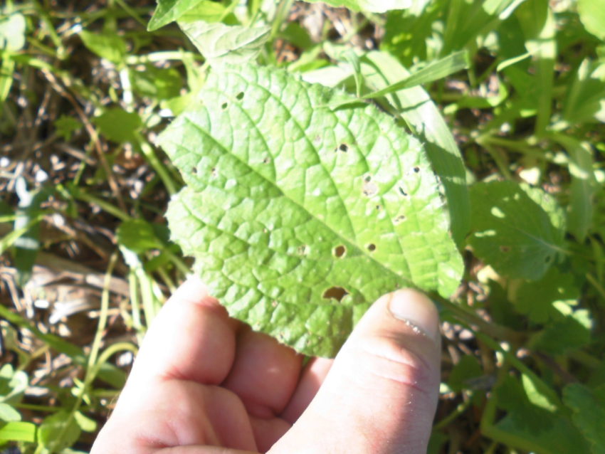 Borragine (Borrago officinalis)