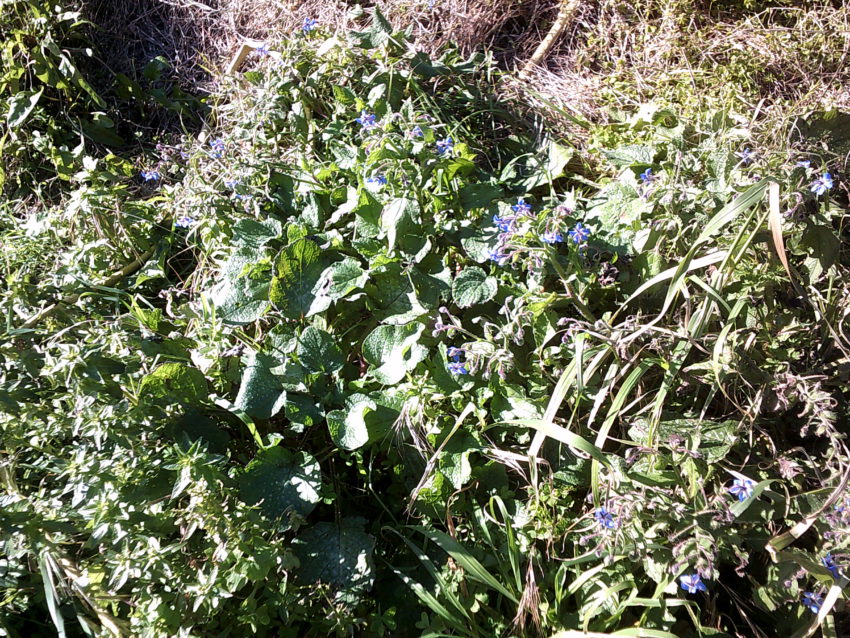 Borragine (Borrago officinalis)