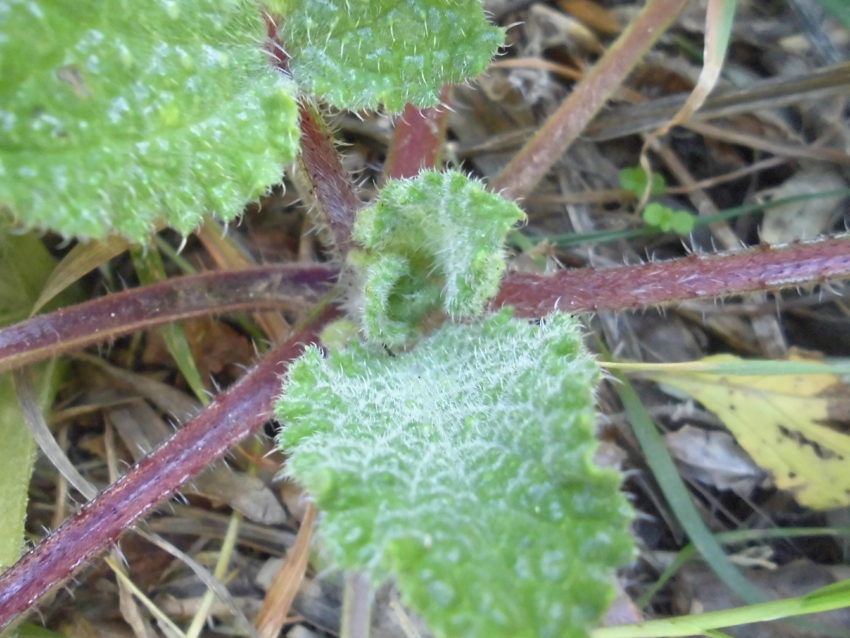 Borragine (Borrago officinalis)