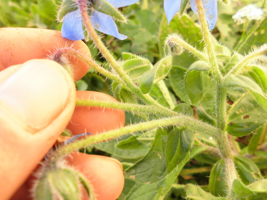 Borragine (Borrago officinalis)