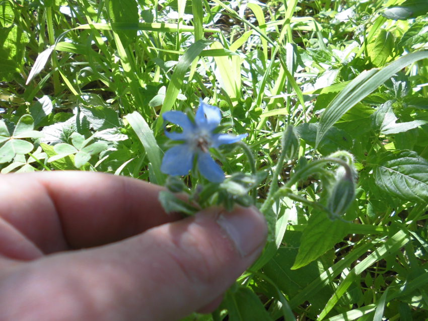 Borragine (Borrago officinalis)