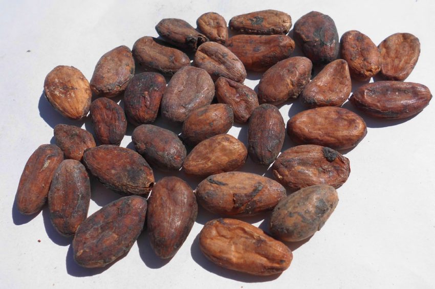 Cacao (Theobroma cacao)