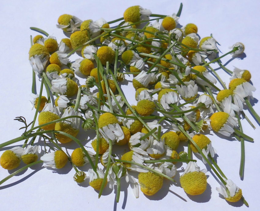 Camomilla (Matricaria chamomilla)