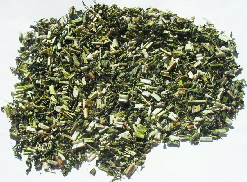Marihuanilla (Leonurus sibiricus)