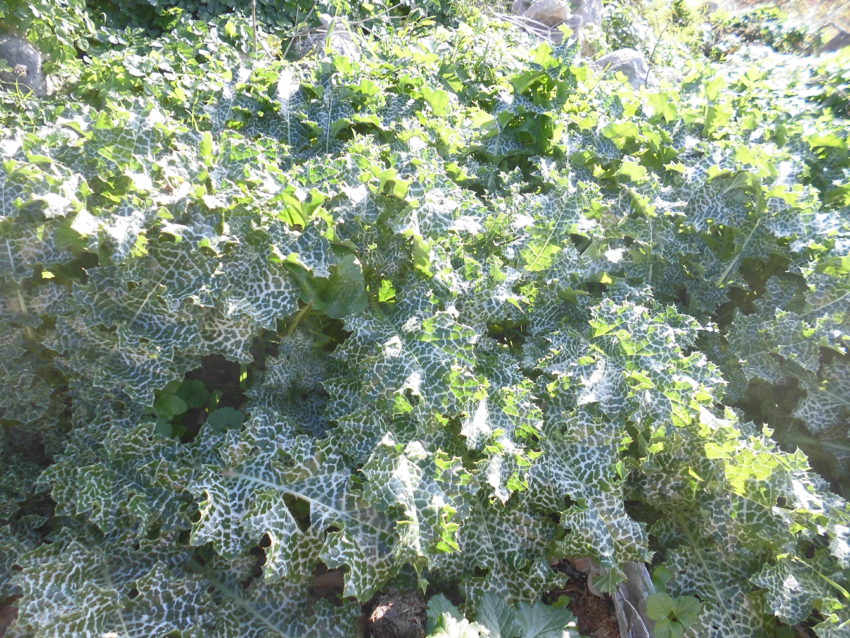 Cardo mariano (Silybum marianum)