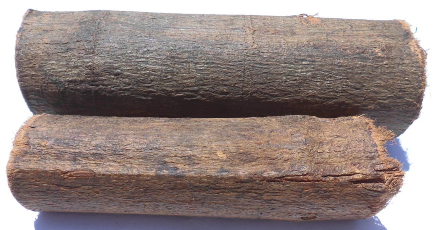 Clavohuasca (Tynanthus panurensis)