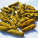 Curcuma (Curcuma longa)