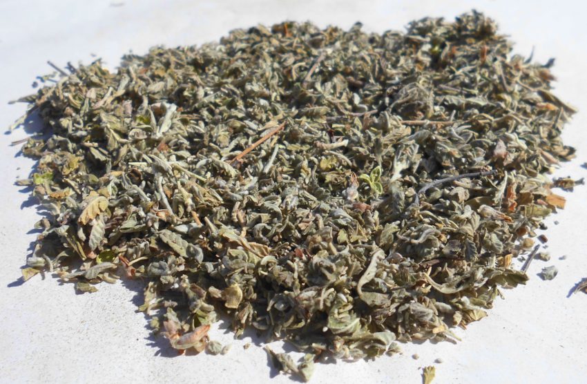 Damiana (Turnera diffusa)