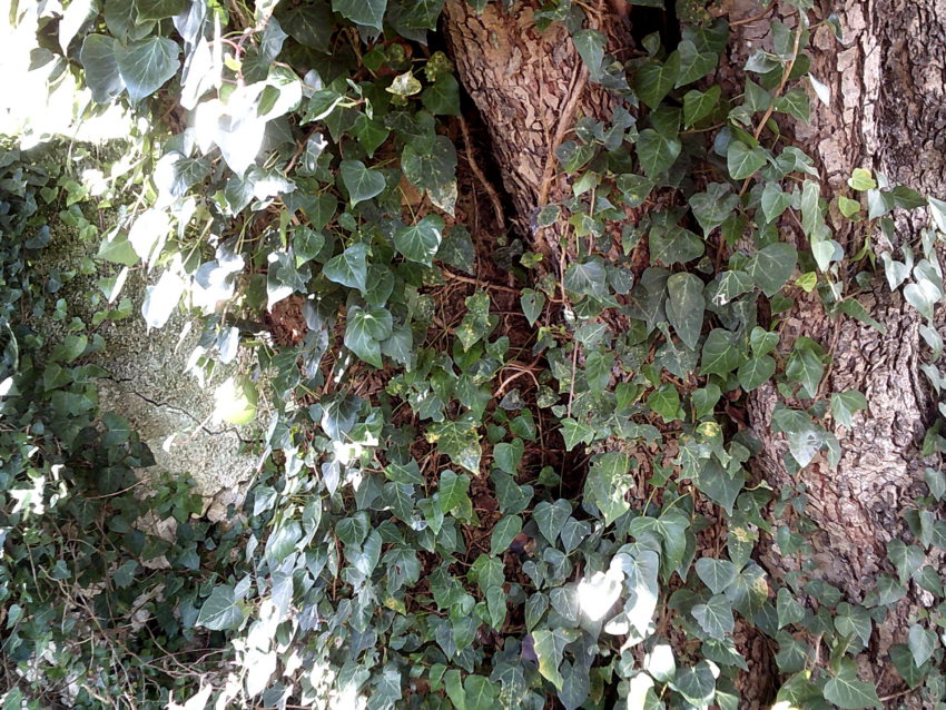 Edera (Hedera helix)