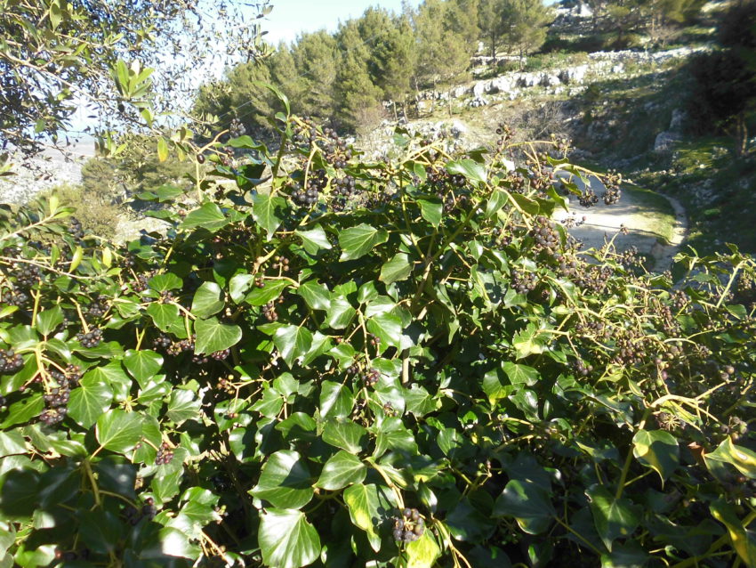 Edera (Hedera helix)