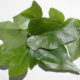 Edera (Hedera helix)