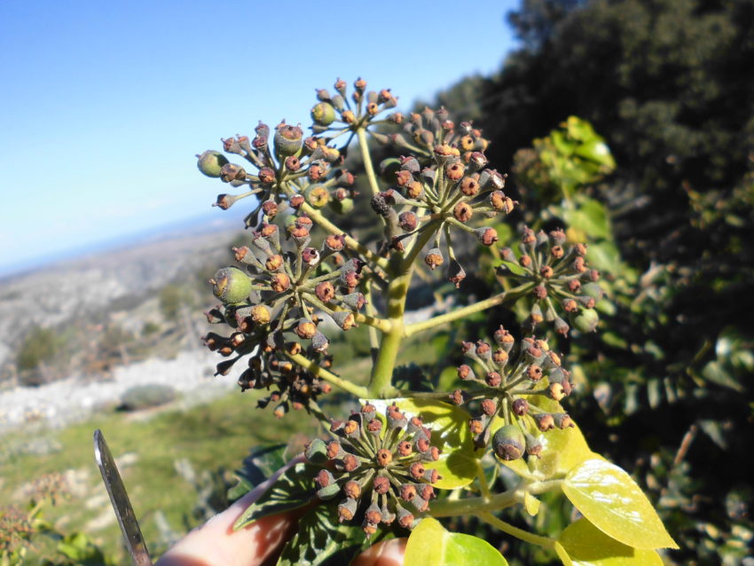 Edera (Hedera helix)