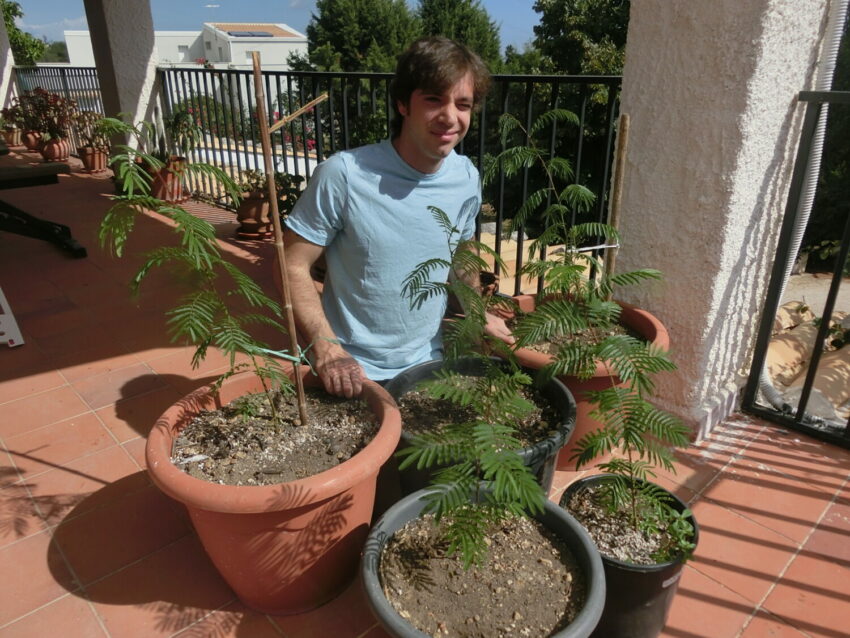 Mimosa hostilis piante in vaso